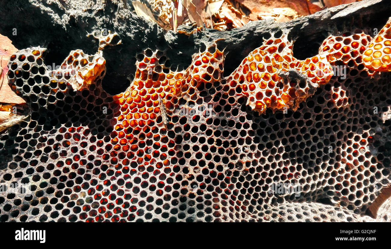 Colourful, natural bush honeycomb from a wild bee hive in a fallen tree branch Stock Photo
