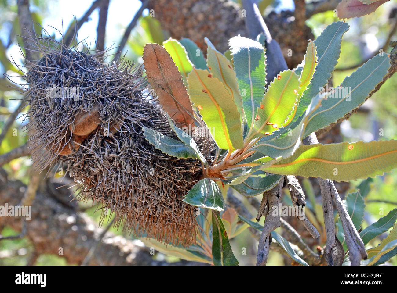 Cone and leaves of an Old Man Banksia Tree (Banksia serrata) in the Australian bush Stock Photo