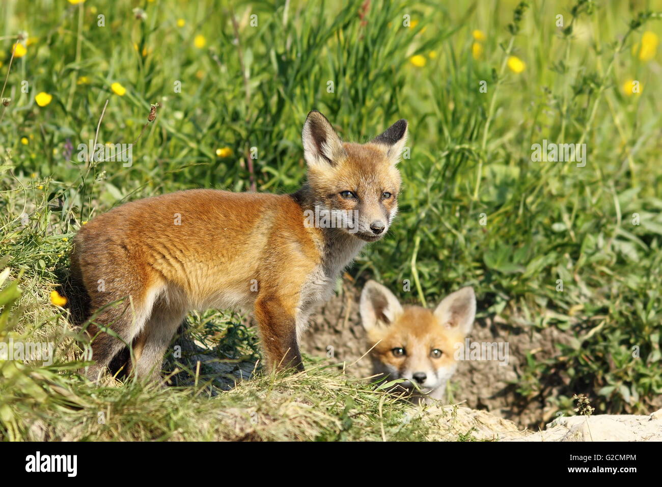european fox cubs outside the burrow ( Vulpes vulpes ); they like to explore she surroundings while mother vixen is gone hunting Stock Photo