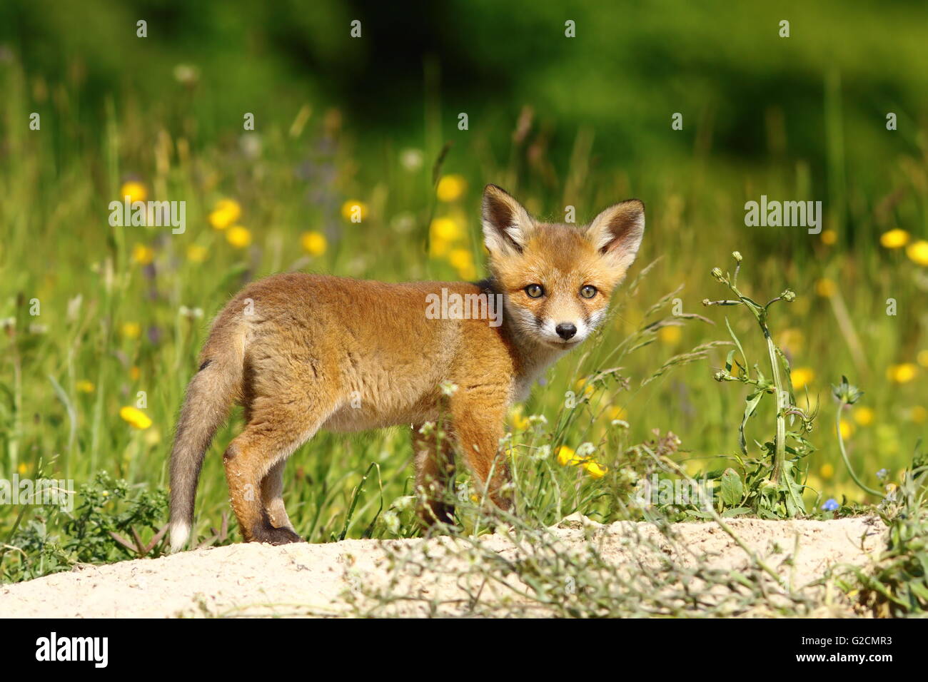 little european fox near the den ( Vulpes vulpes ) Stock Photo