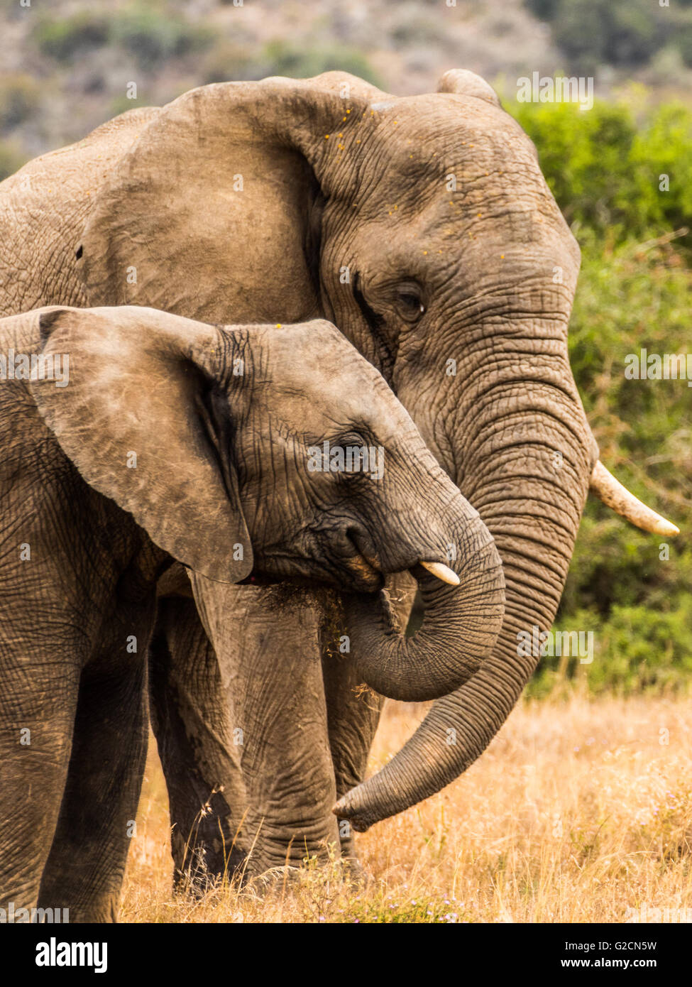 Elephant Matriarch with Juvenile Stock Photo