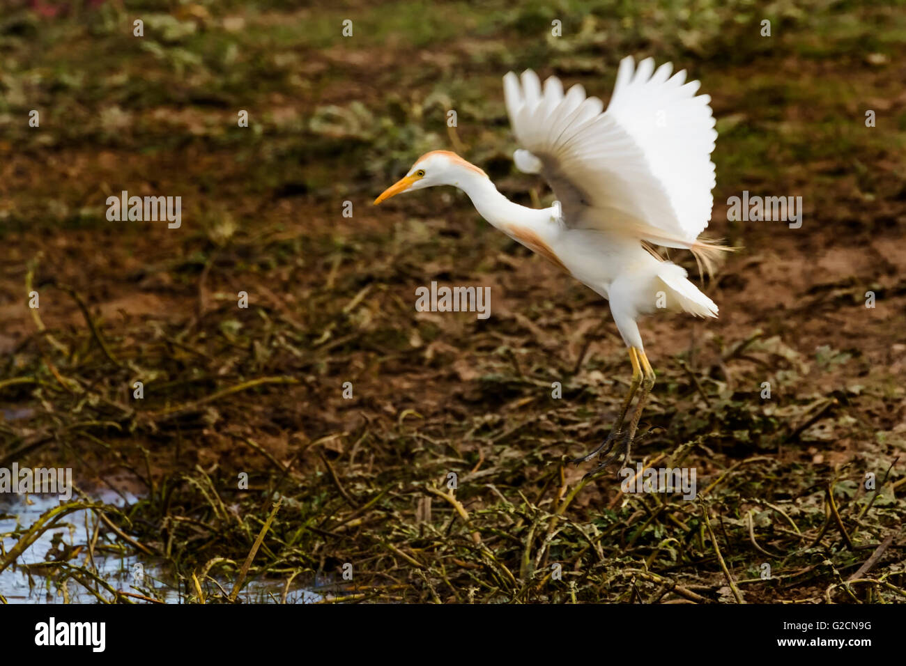 The Cattle Egret (Bubulcus ibis Stock Photo - Alamy