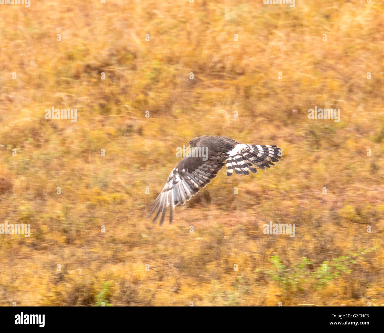 Jackal hunting bird hires stock photography and images Alamy
