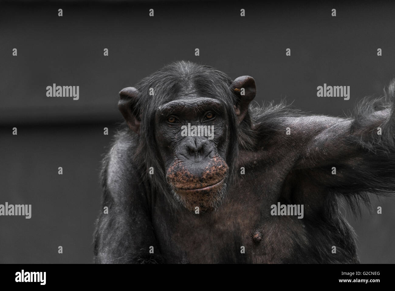 Thinking chimpanzee portrait close up, 2016 Stock Photo