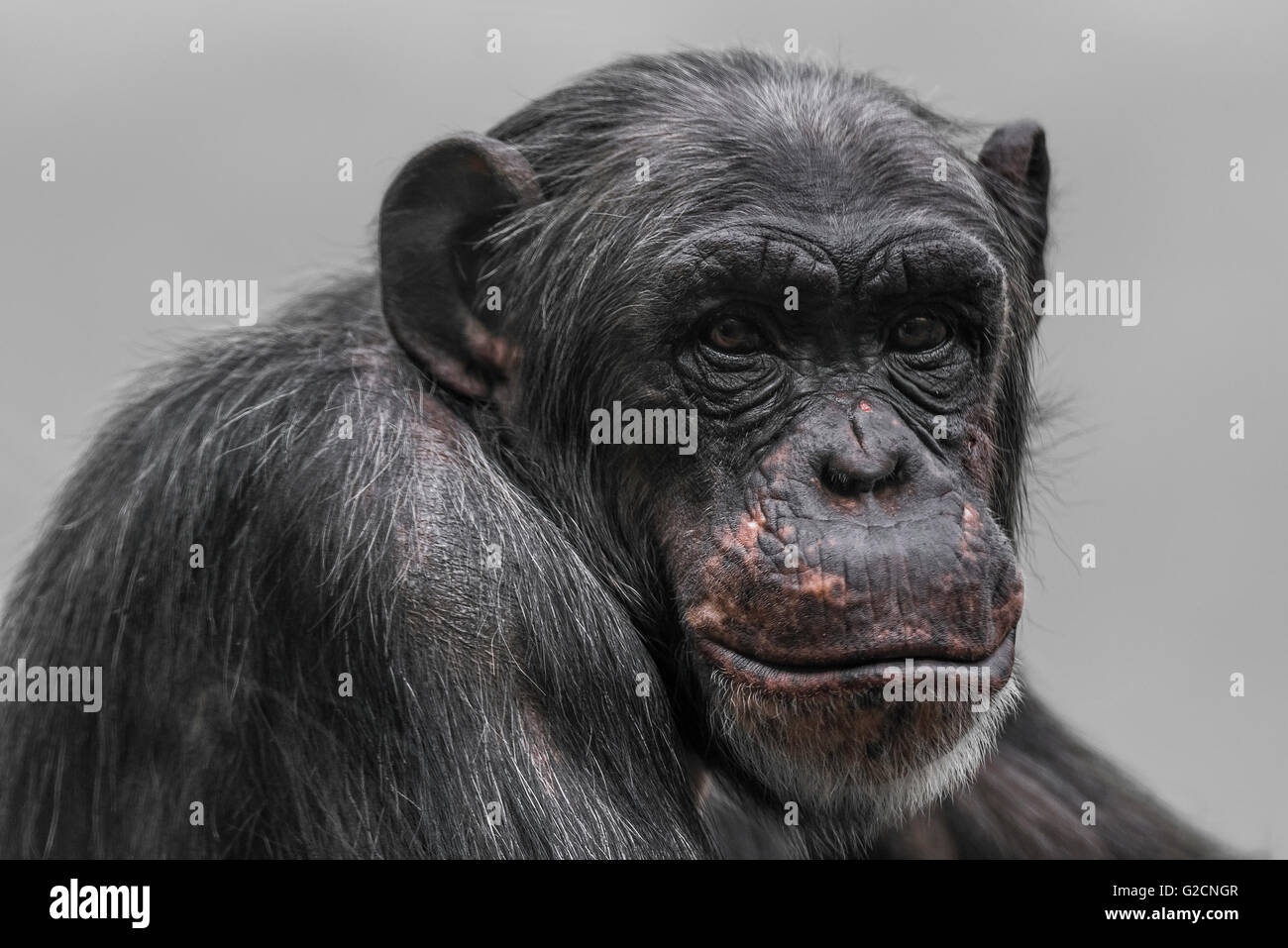 Thinking chimpanzee portrait close up Magdeburg, Germany, 2016 Stock Photo
