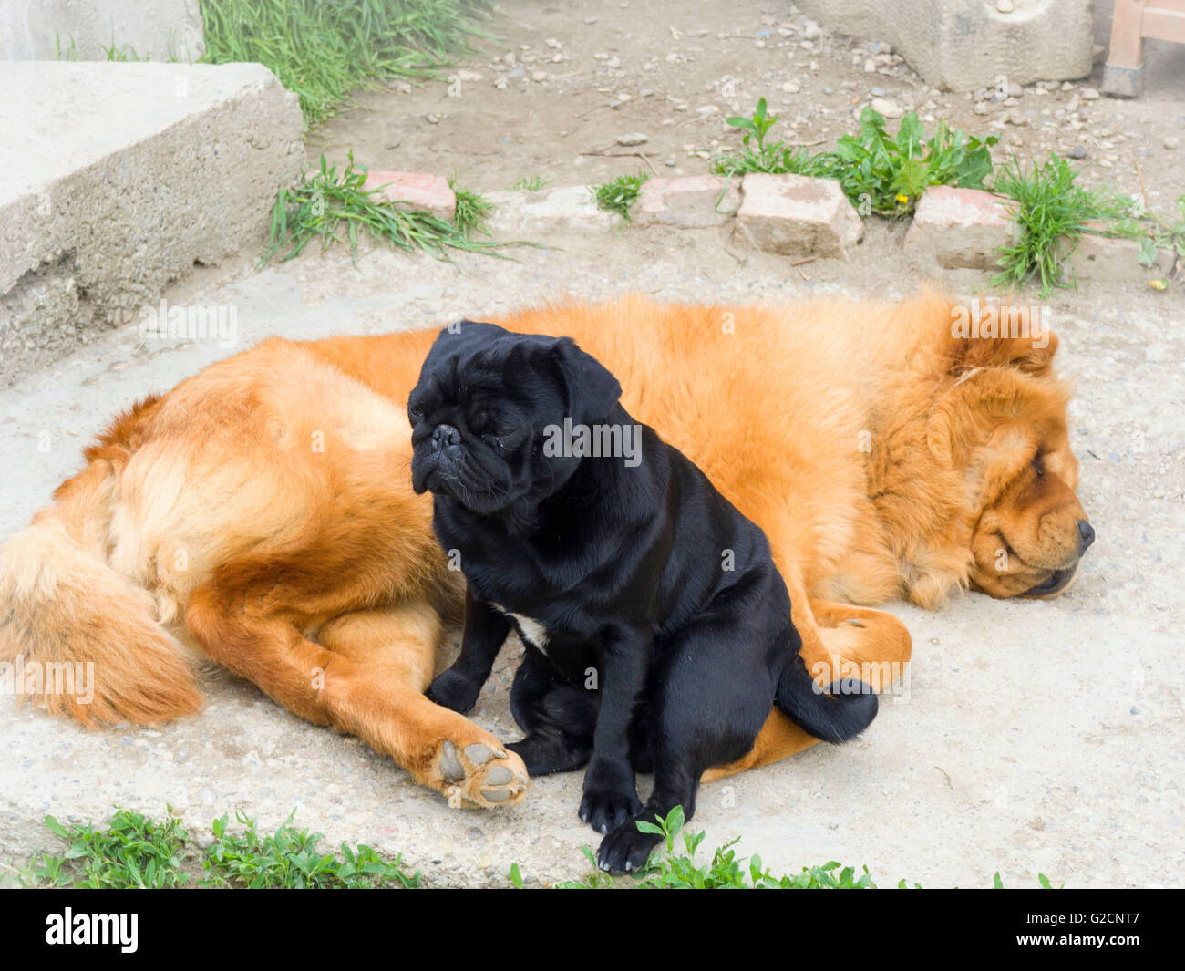 Pug x 2025 chow chow