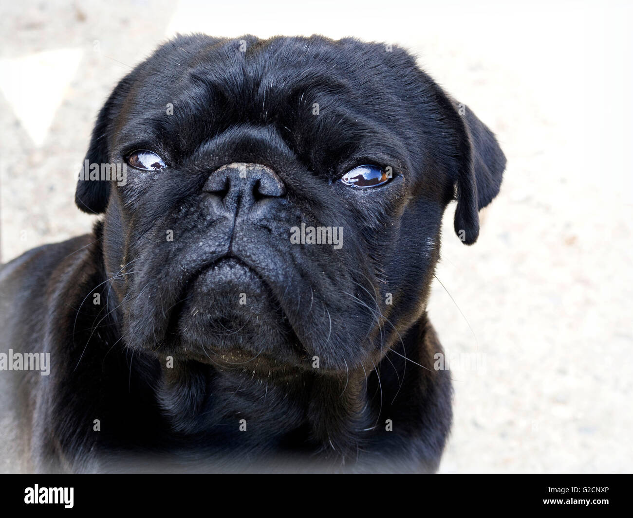 funny black pug