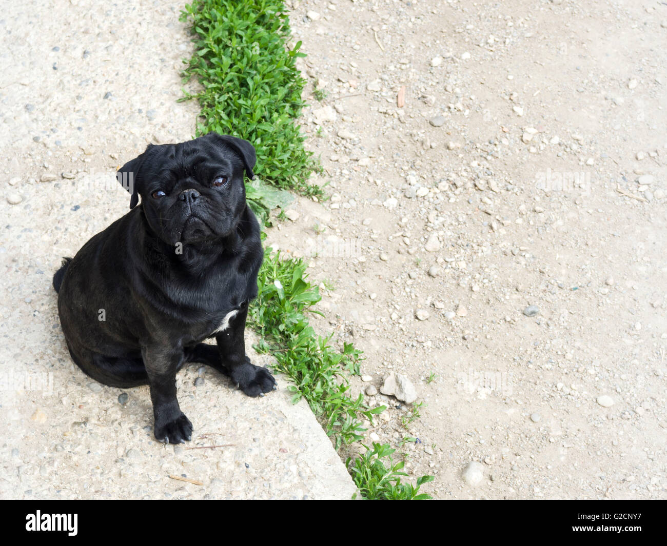 funny black pug