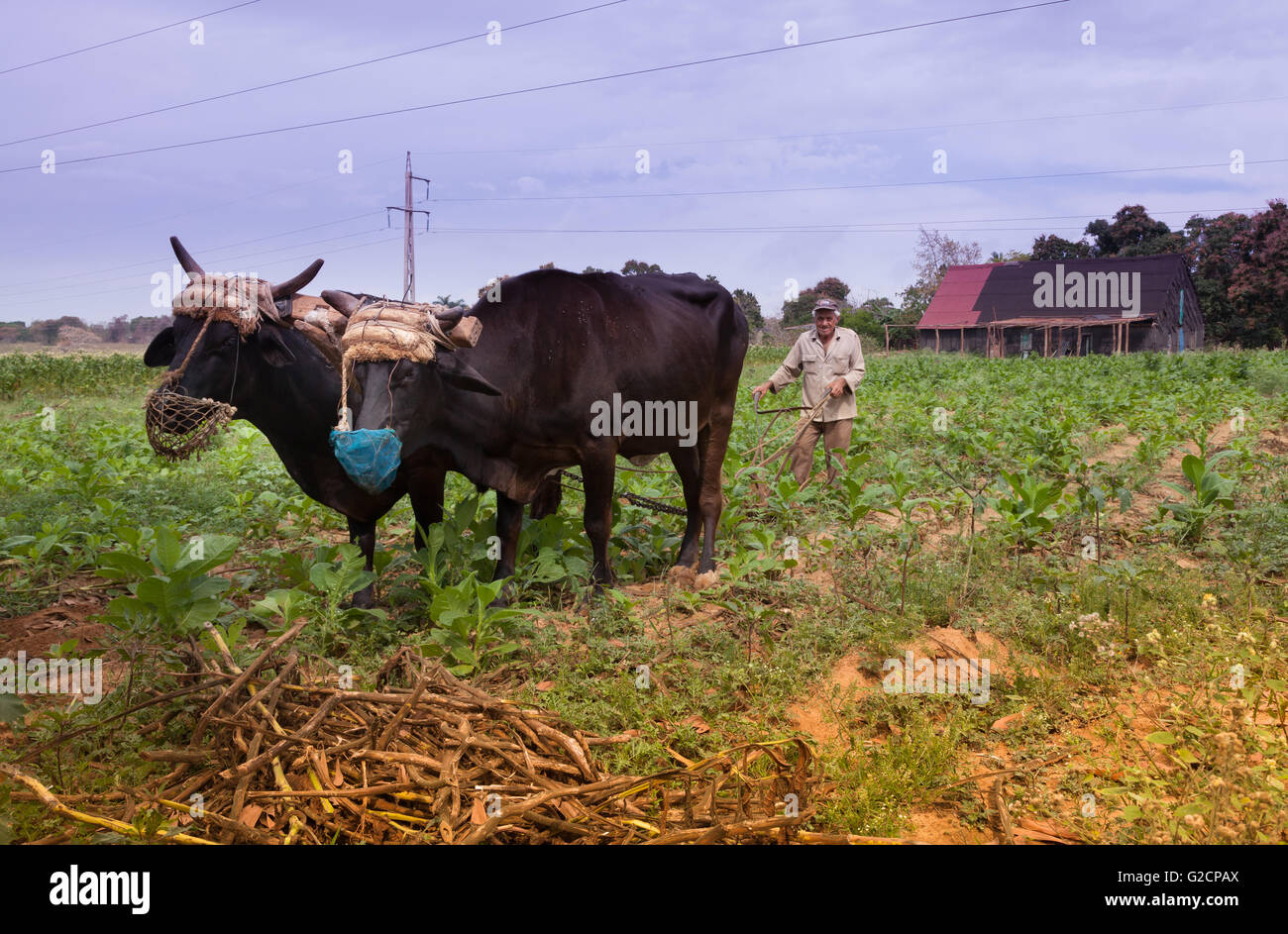 Tobacco farmer with oxen, Pinar del Rio, Cuba Stock Photo