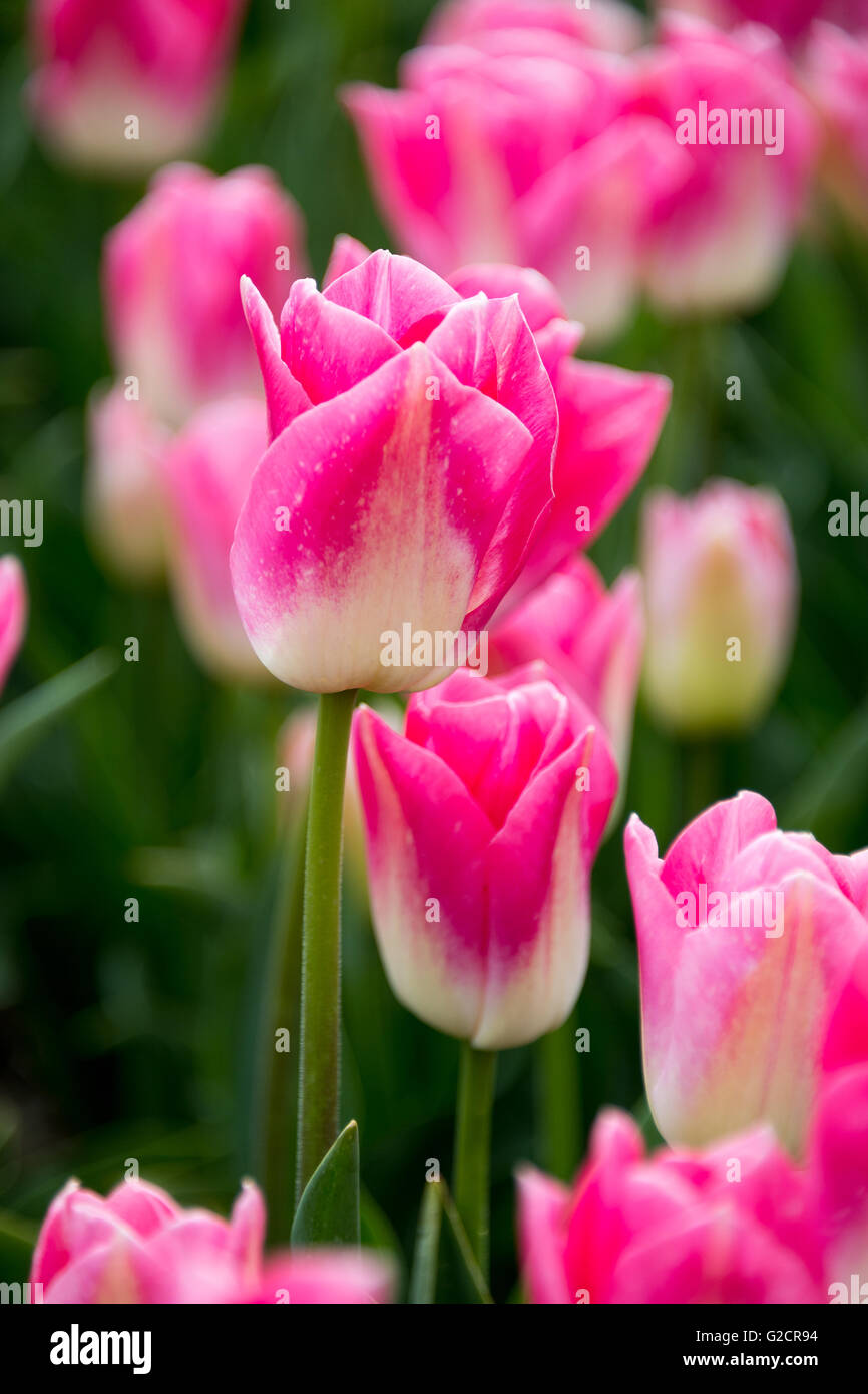 Tulips growing near Amsterdam, Netherlands Stock Photo - Alamy