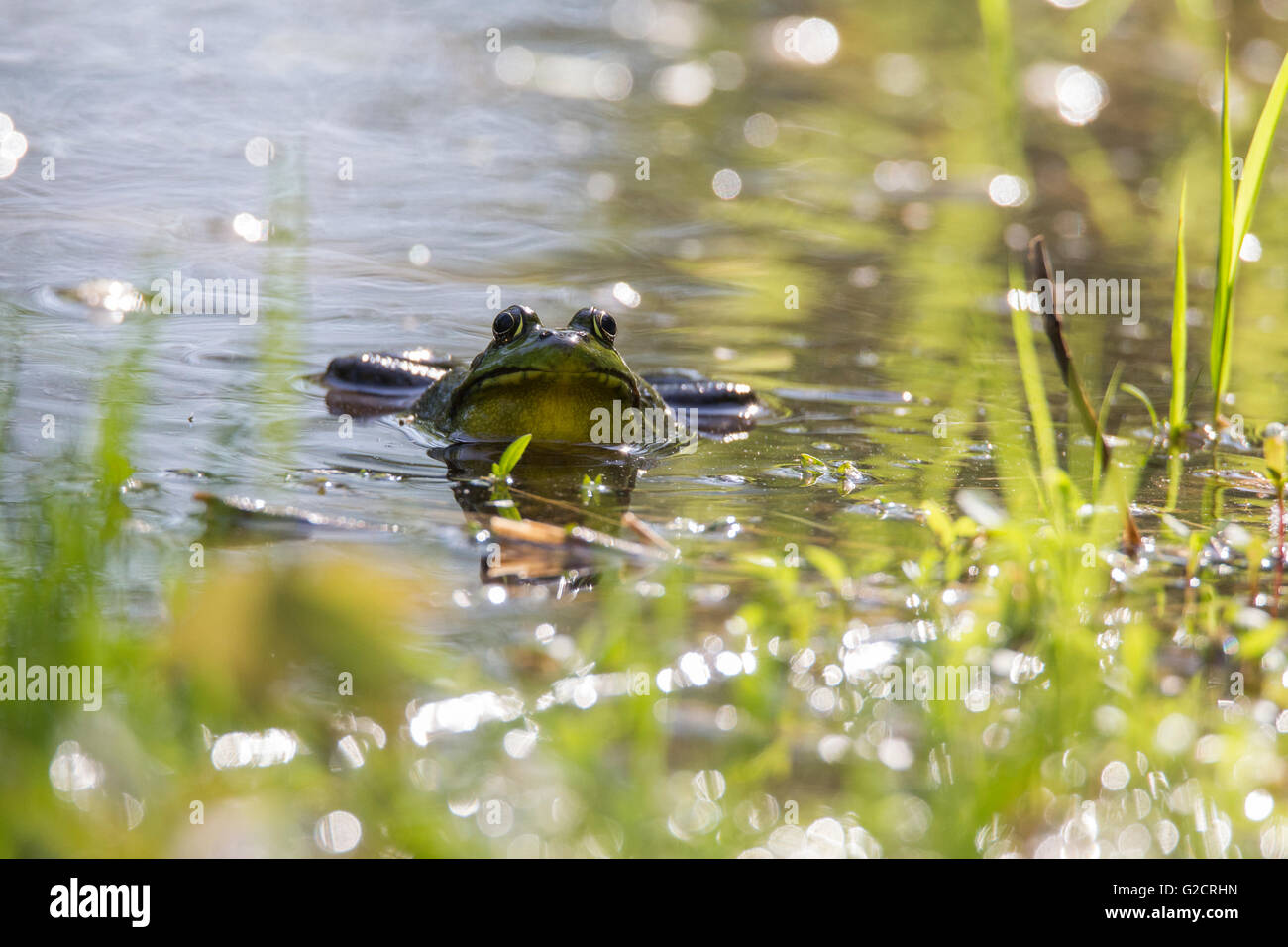 lithobates rana clamitans melanota Bronze frog | amphibian Lithobates clamitans melanota hi-res stock