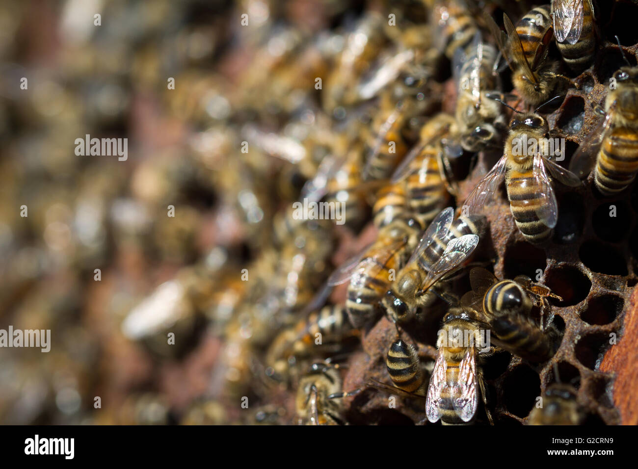 horizontal close up of honey bees working on a honey comb Stock Photo
