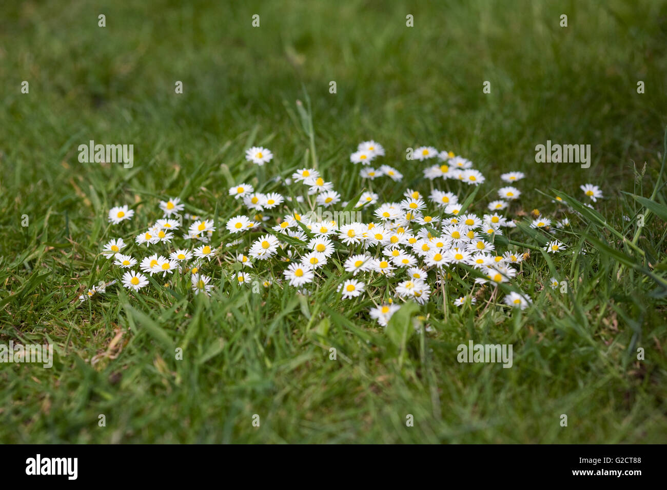 Bellis perennis. Daises in the garden. Stock Photo