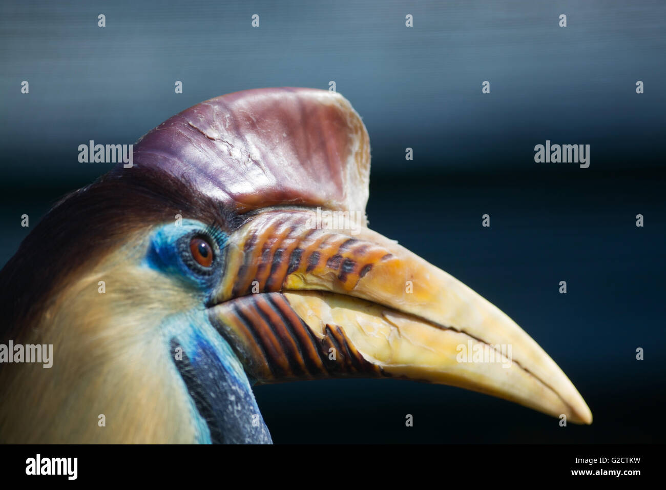 knobbed hornbill, named in latin Aceros cassidix. Stock Photo
