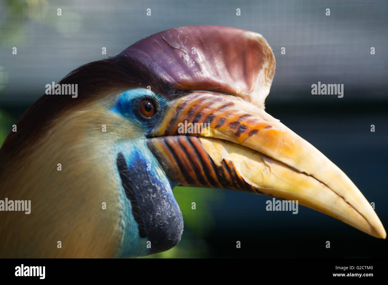 knobbed hornbill, named in latin Aceros cassidix. Stock Photo