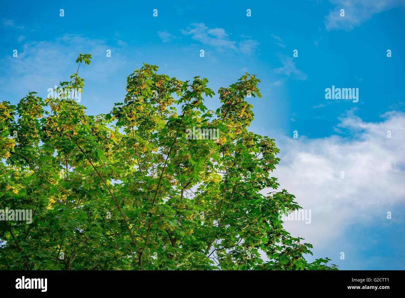 Beautiful trees on sky background Stock Photo - Alamy
