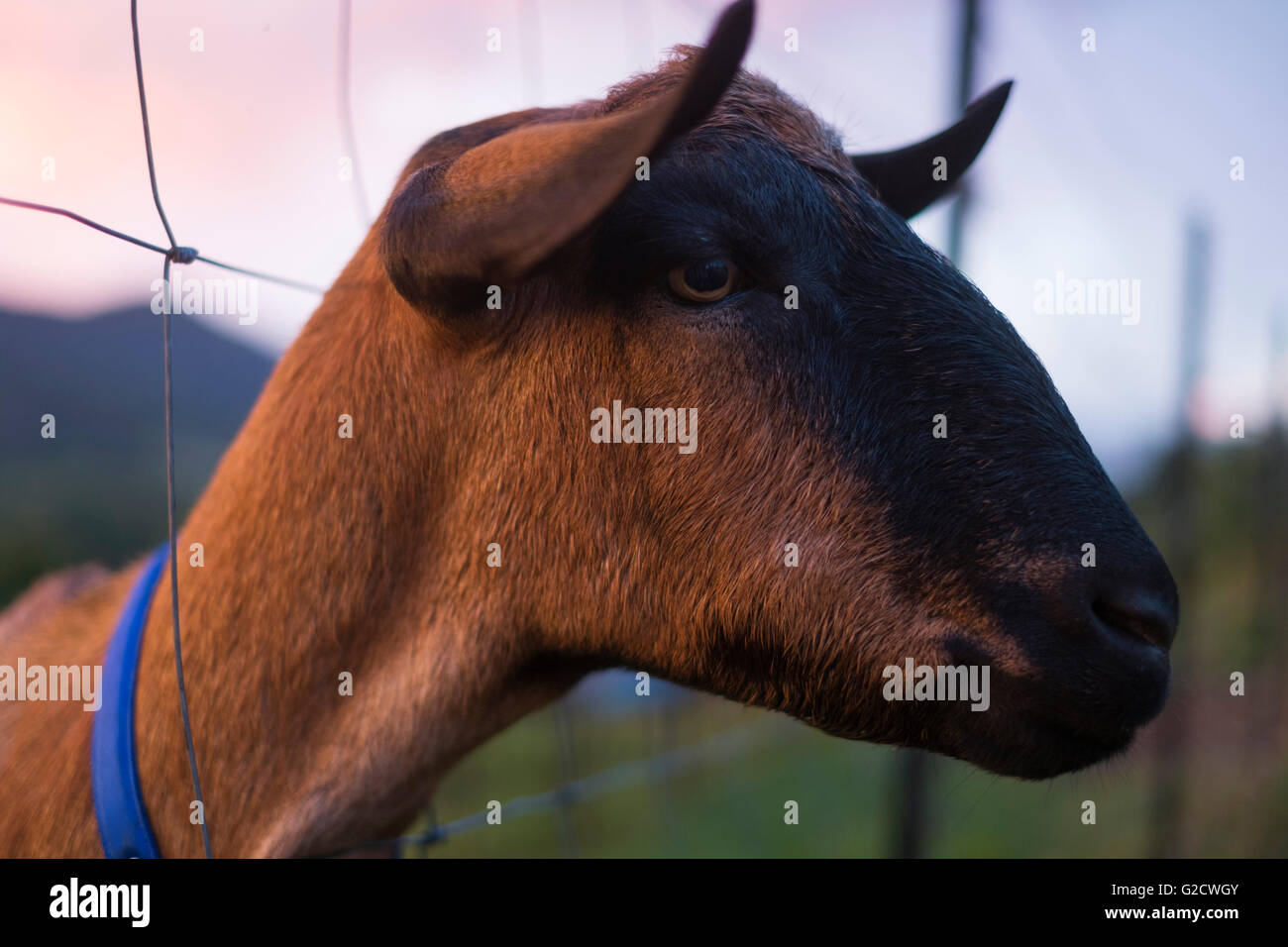 Ringo the goat sticks his head through the fence at sunset looking for food Stock Photo