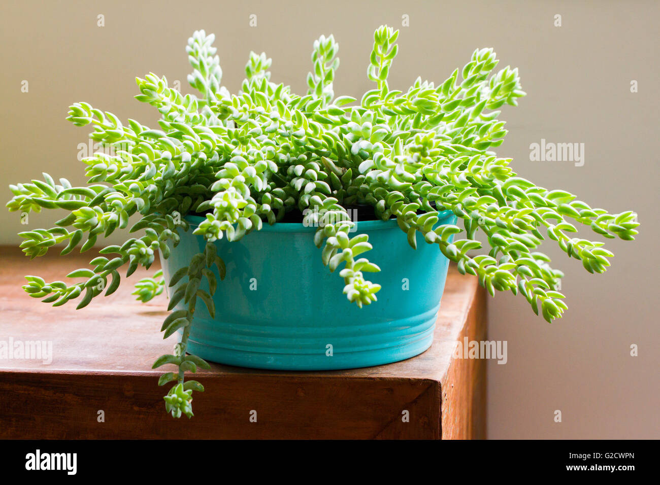 Sedum (Burro's Tail, Donkey's Tail, Lamb's Tail, Horse's