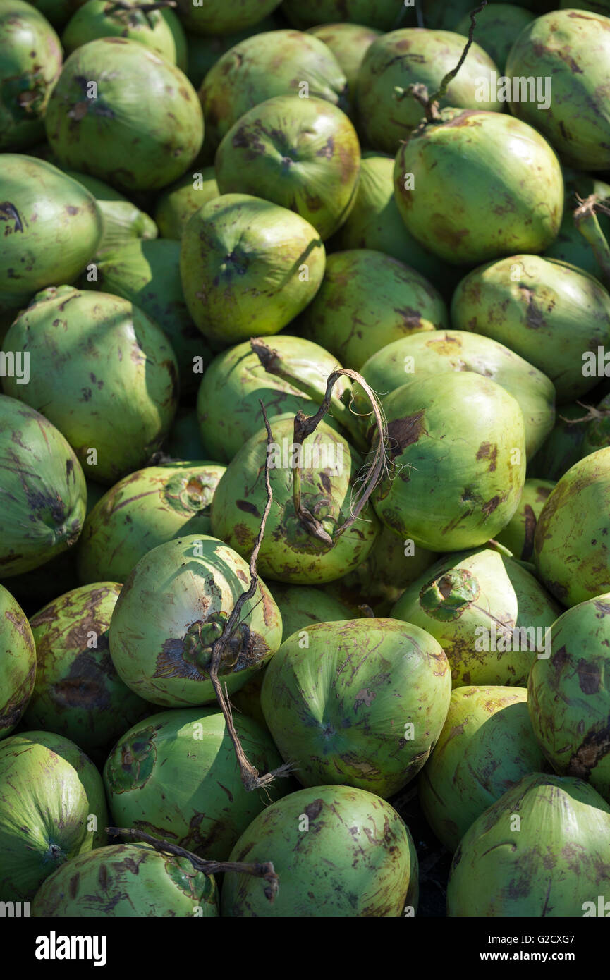 Pile of fresh green coconuts sit outdoors in tropical light Stock Photo