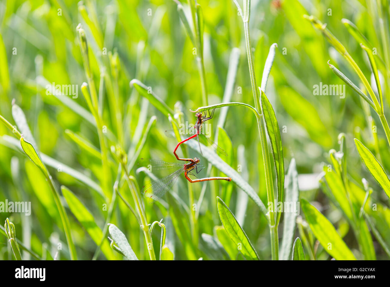 Heart of mating damselflies hi-res stock photography and images - Alamy