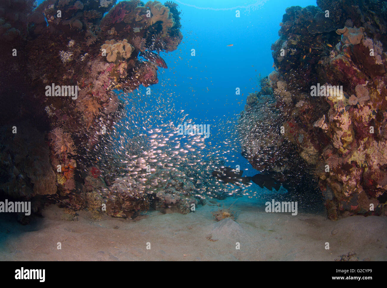 May 27, 2015 - Red Sea, Egypt - School of Silver Sweeper, Silver Glassy Sweepe, Glassfish, Pigmy Sweeper, Ransonnet's bullseye, Rosy sweep, Slender sweeper or White sweeper (Parapriacanthus ransonneti) Red sea, Egypt, Africa (Credit Image: © Andrey Nekrasov/ZUMA Wire/ZUMAPRESS.com) Stock Photo