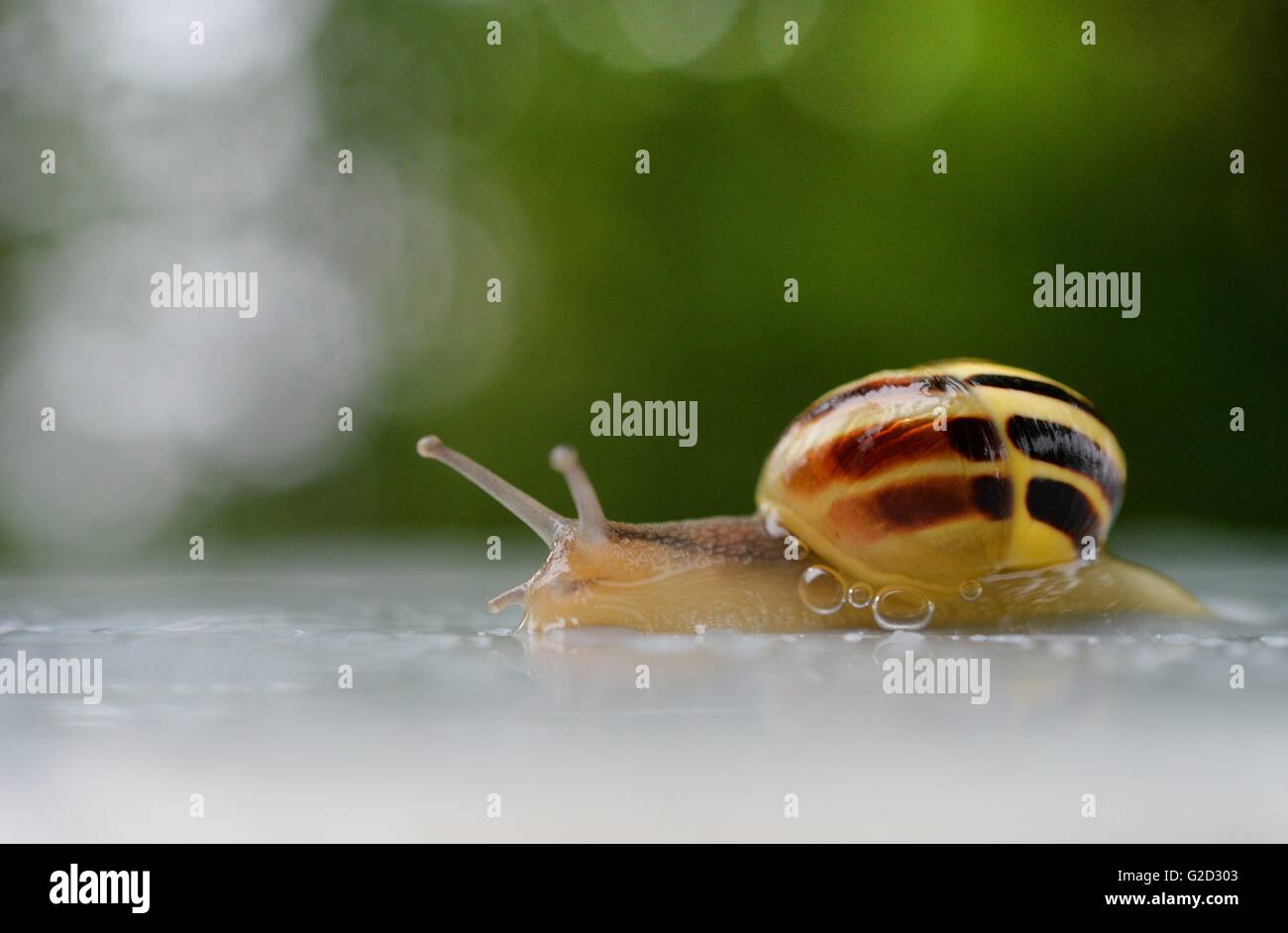 Snail Raining A snail in the rain, Germany, 24. May 2016. Photo: Frank May | usage ...