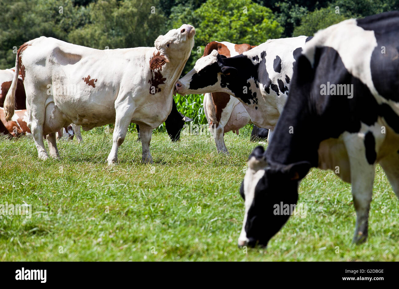 Grazing Cows on the range in summer Stock Photo - Alamy