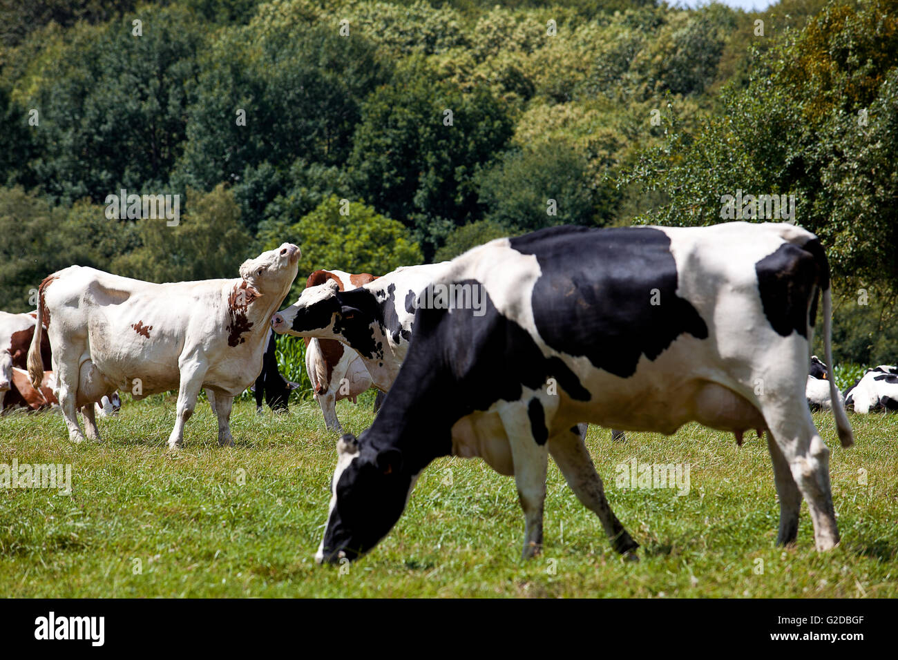 Grazing Cows on the range in summer Stock Photo - Alamy