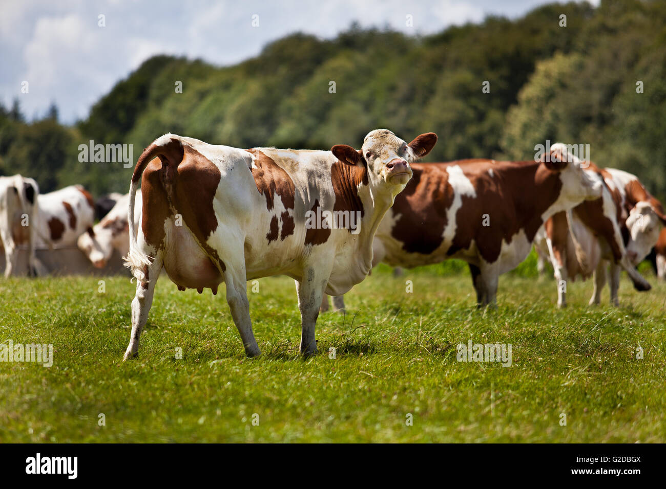 Grazing Cows on the range in summer Stock Photo - Alamy