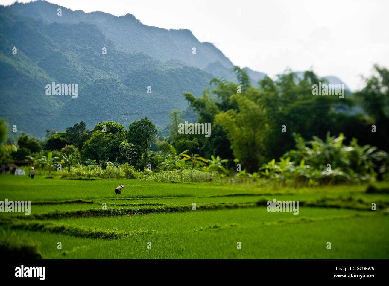 Rice Farm Land in Vietnam Stock Photo Alamy