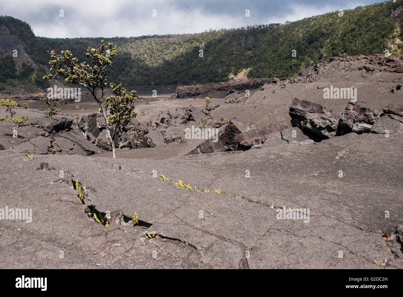 Surface of the Kilauea Iki Crater in Volcanoes National Park in Hawaii ...