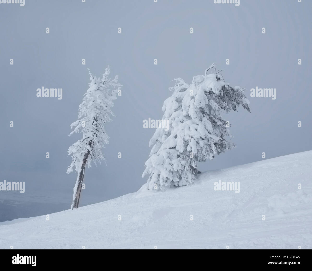 Snowed Tree Two snow covered trees hi-res stock photography and images - Alamy