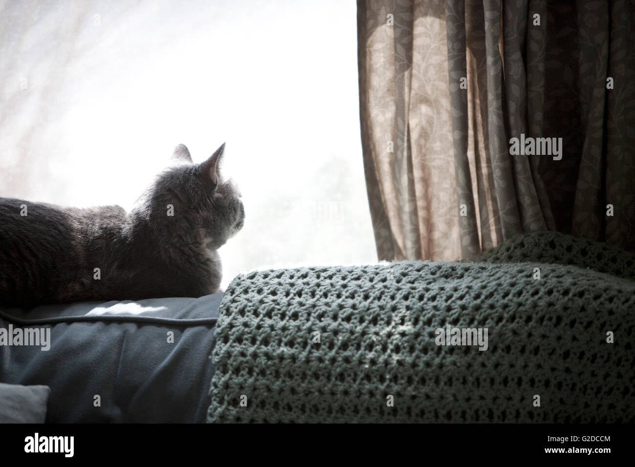 Cat on Sofa by Sunny Window Stock Photo