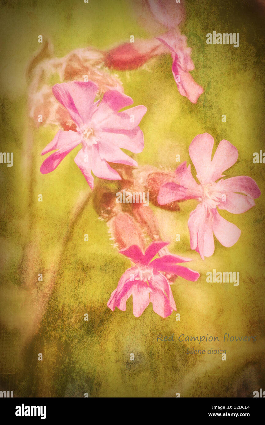 Red Campion (Silene dioica)  flowers given a faded painterly look Stock Photo