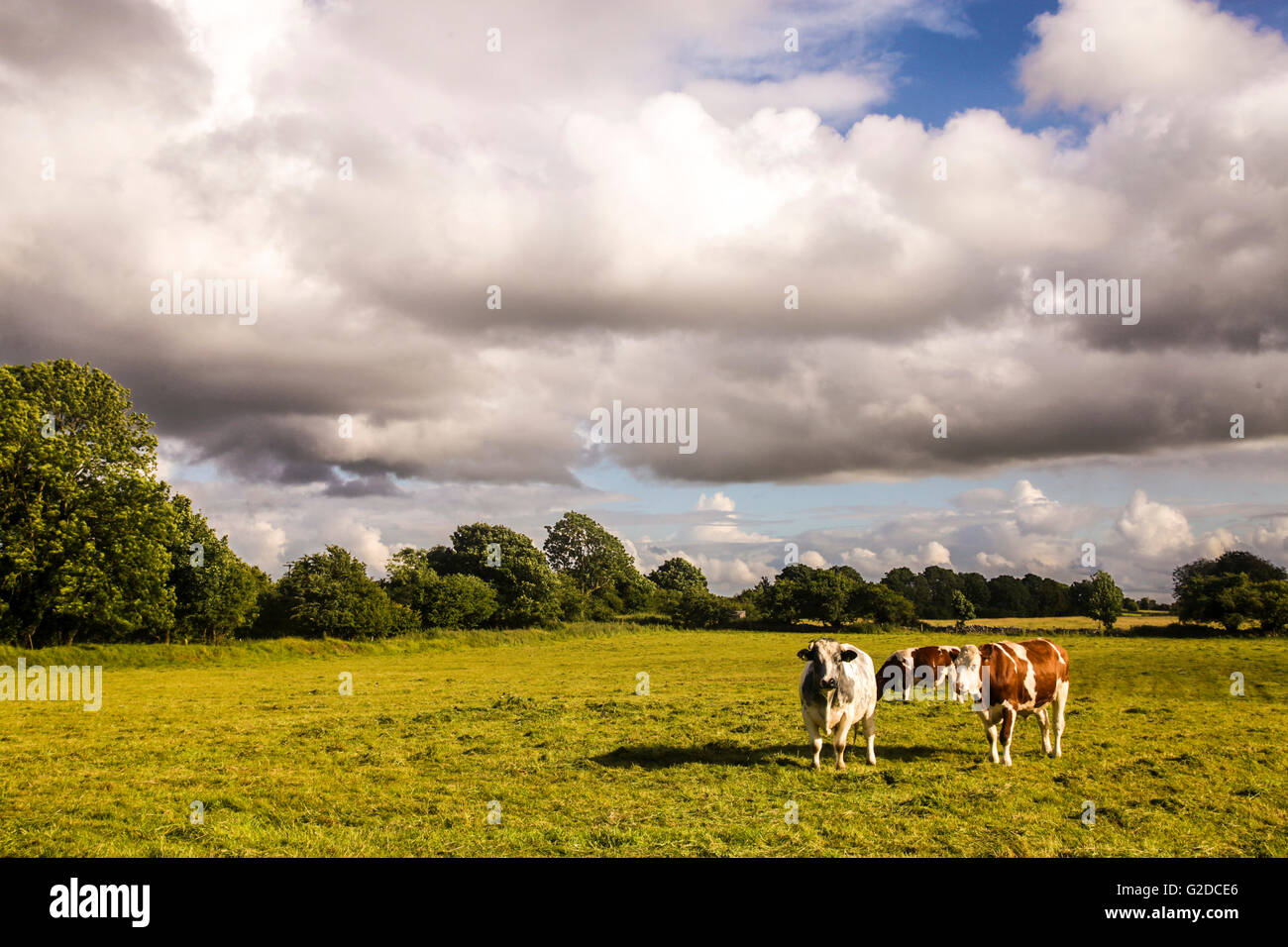 Field ireland hi-res stock photography and images - Alamy
