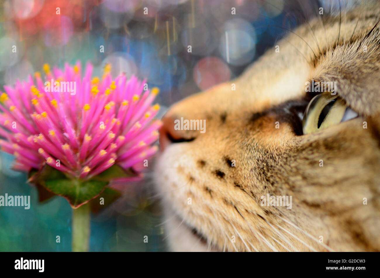 Cat smelling hires stock photography and images Alamy