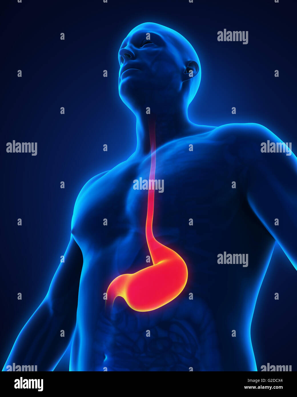 Fundus Of Stomach High Resolution Stock Photography and Images - Alamy