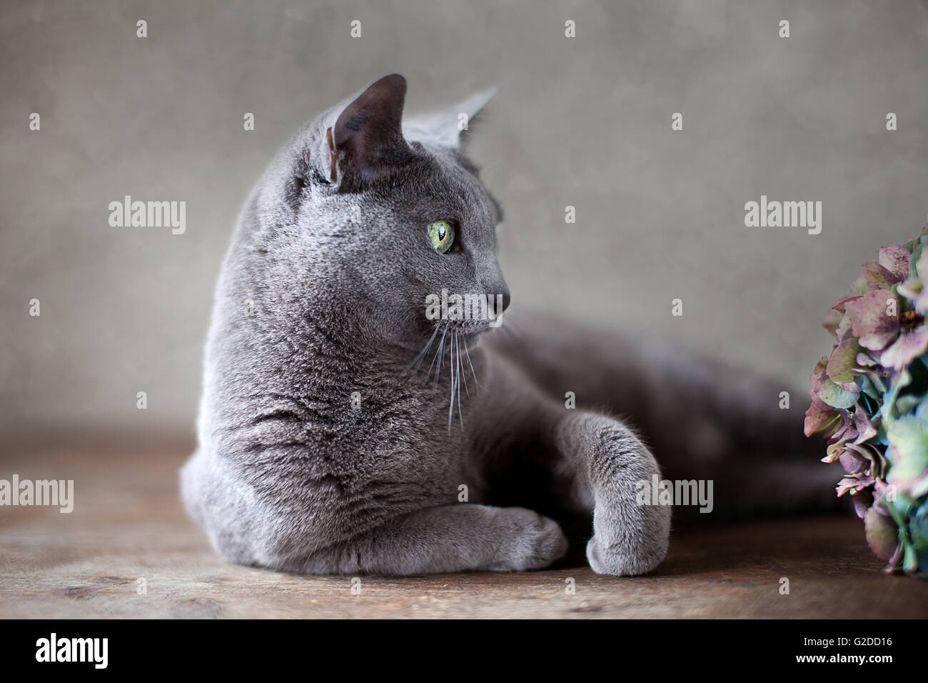 Portrait of a purebred Russian Blue Cat Stock Photo