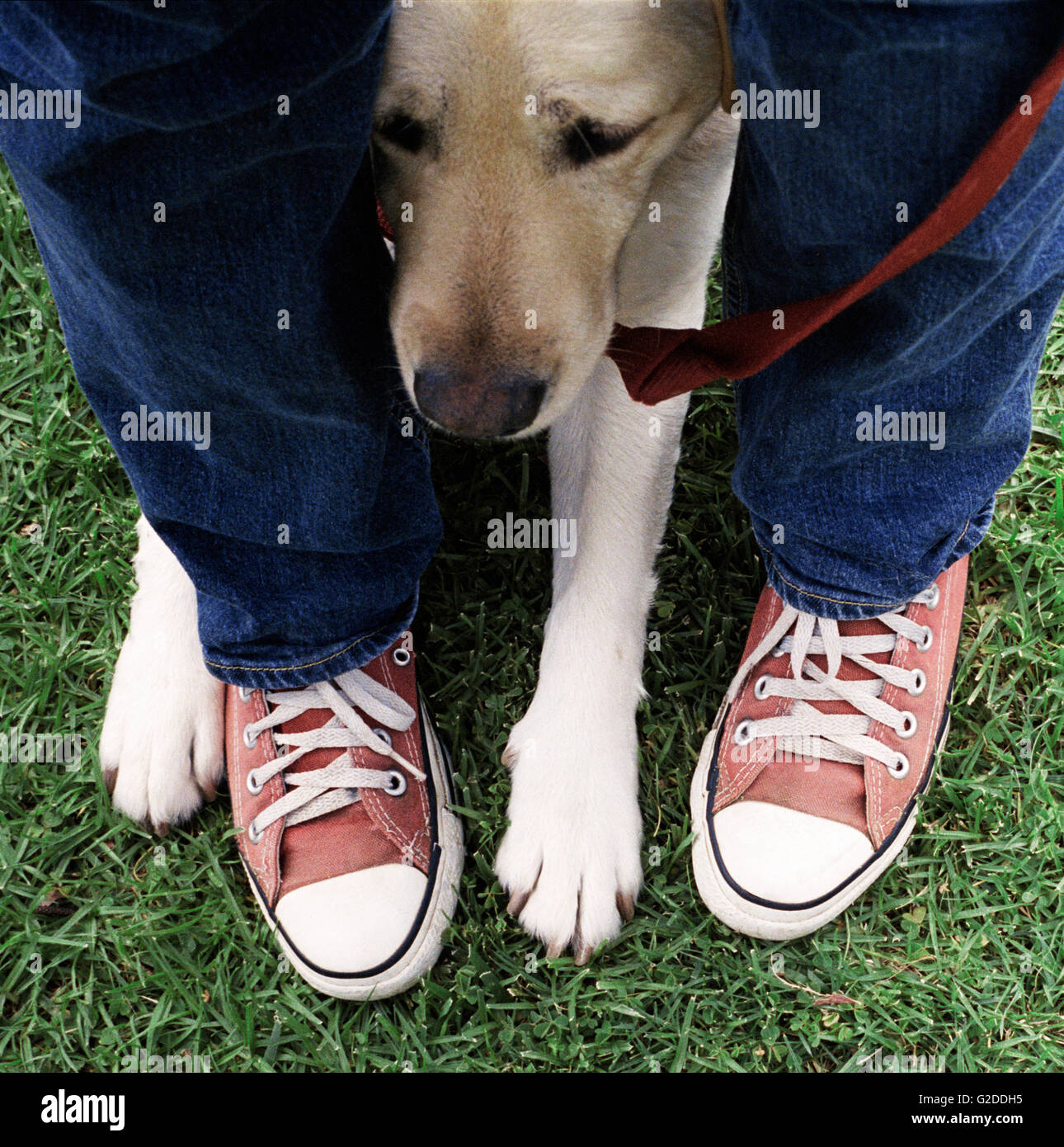 Feet & Dog Stock Photo Alamy