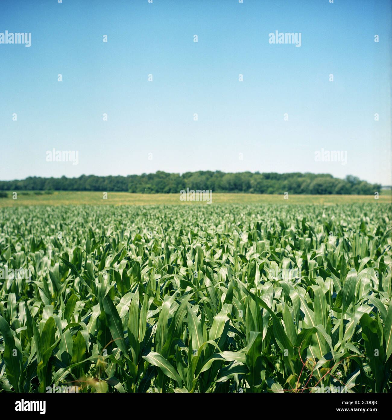 The Cornfield (Fly Creek, New York) photo 2