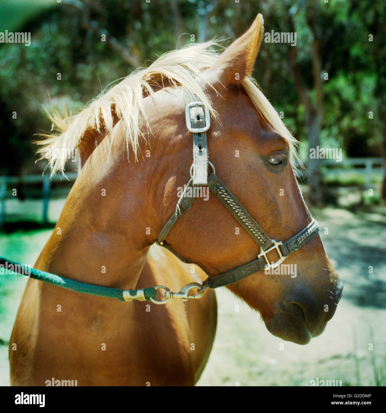 Horse Head Turned, CloseUp Stock Photo Alamy