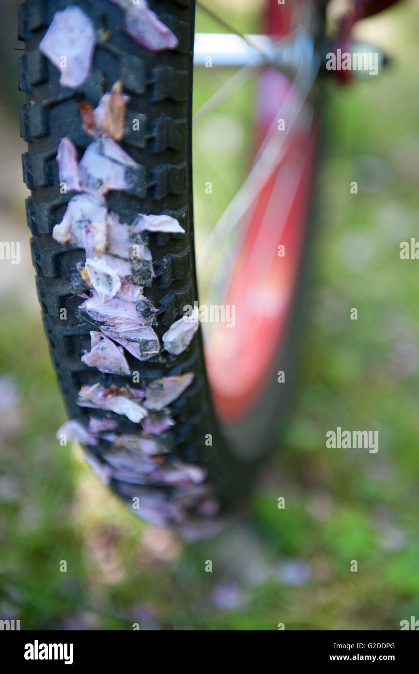 Bicycle Tire With Crushed Flower Petals Stock Photo Alamy
