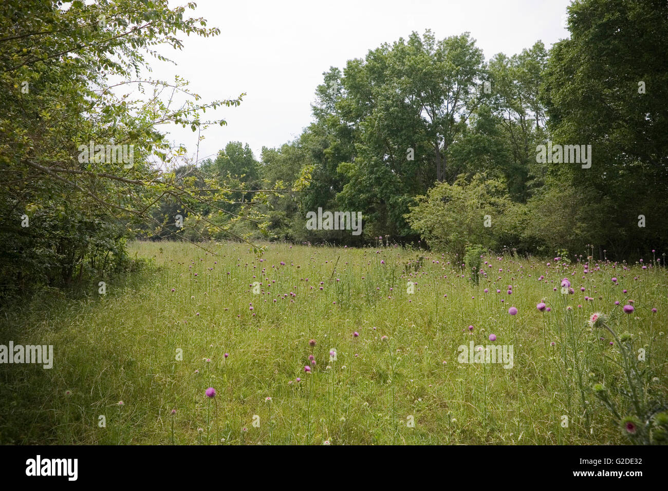 Meadow With Thistle Flowers, USA Stock Photo Alamy