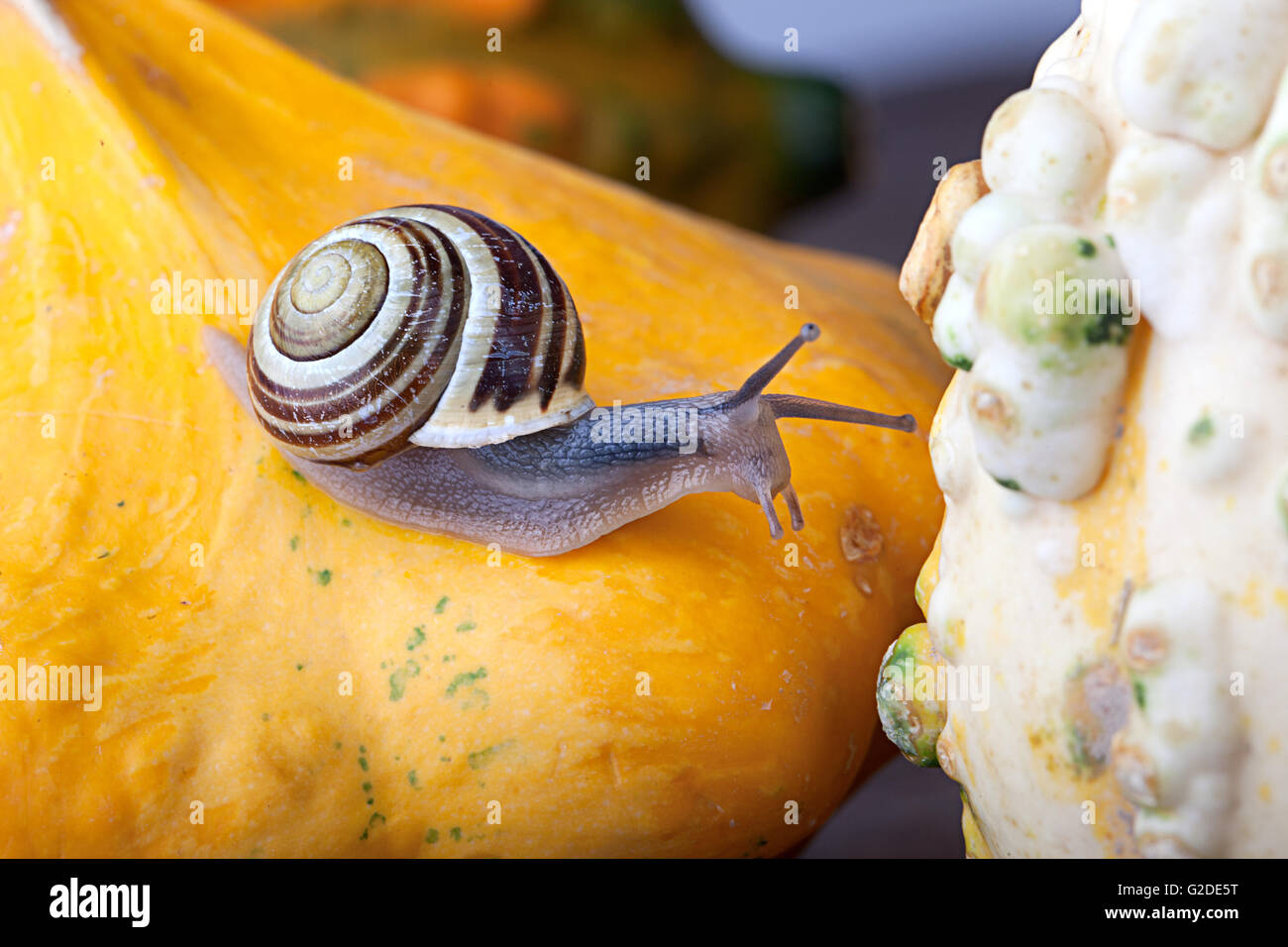 Autumn Image with small banded garden snails and vineyard snails