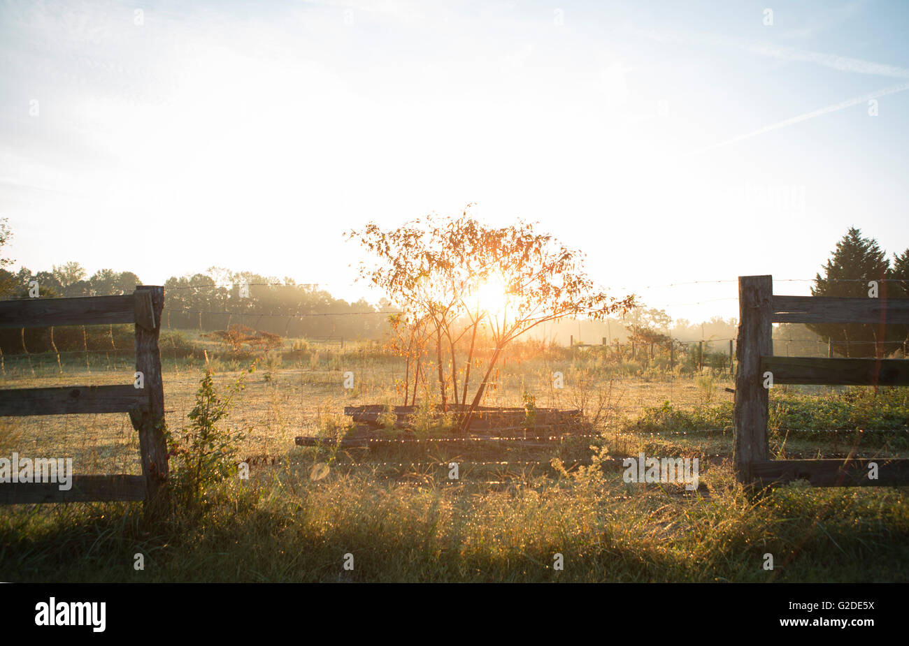 Morning Sunshine in Rural Pasture Stock Photo