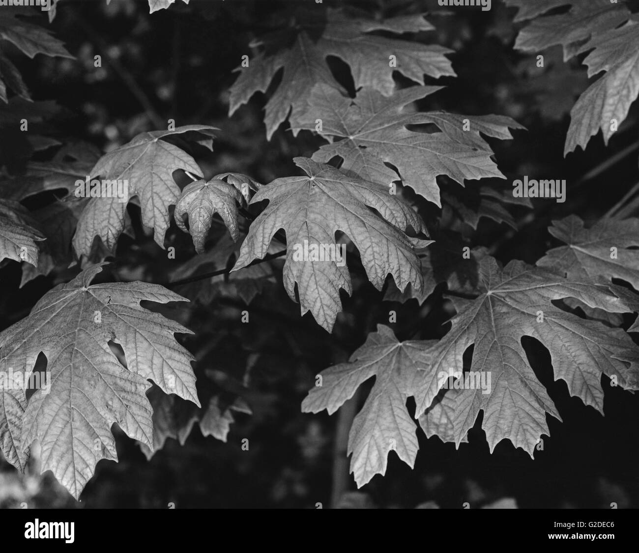 Leaf tree trees leaves Black and White Stock Photos & Images - Alamy