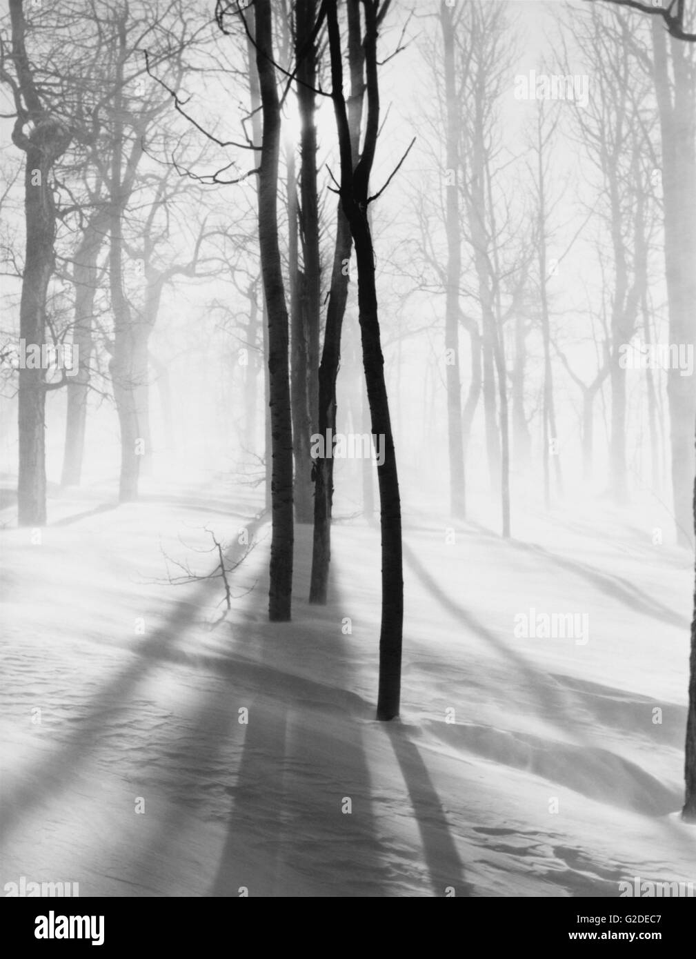 Trees in Snow Stock Photo - Alamy
