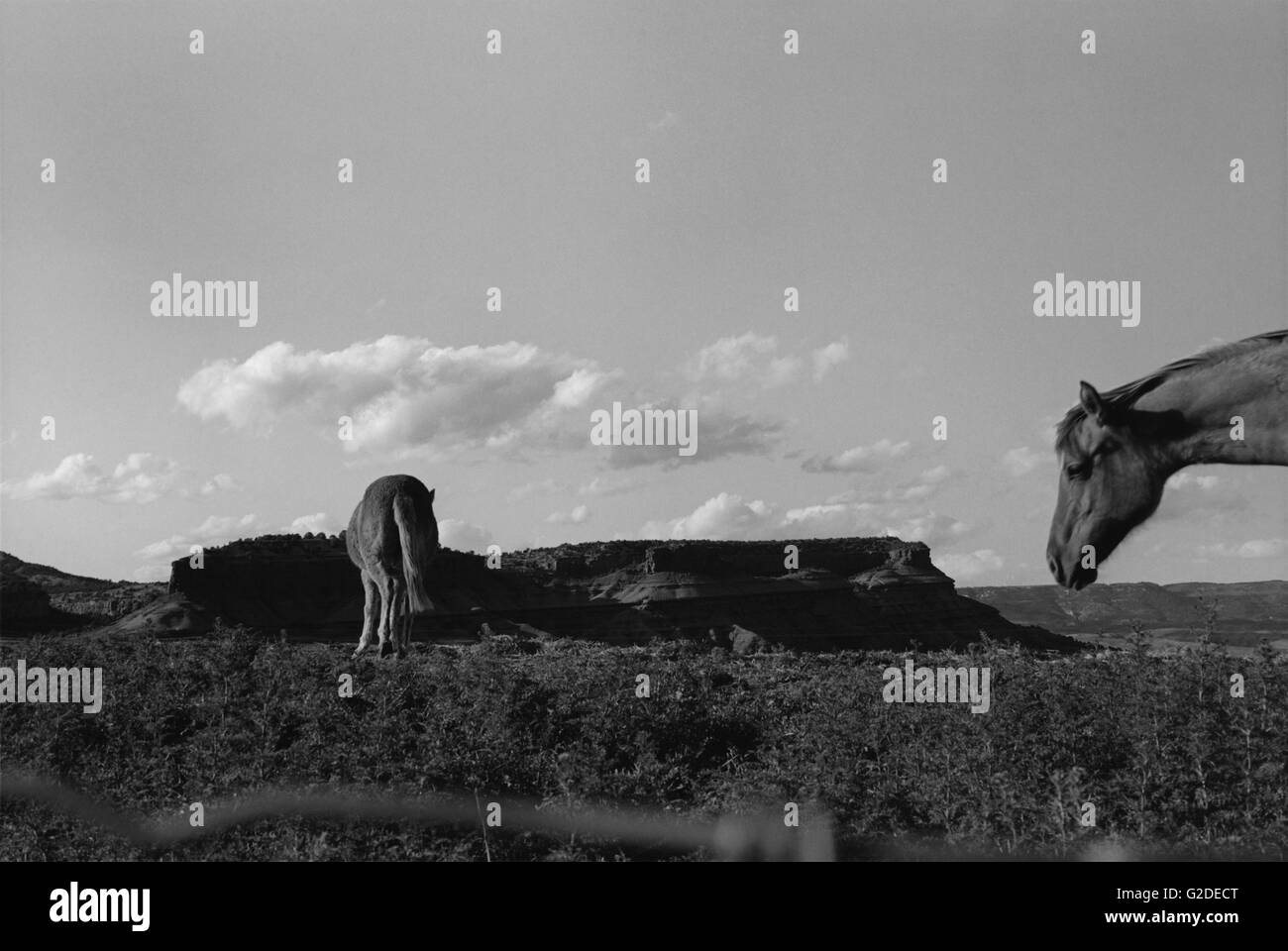 Horse Head and Tail Stock Photo Alamy