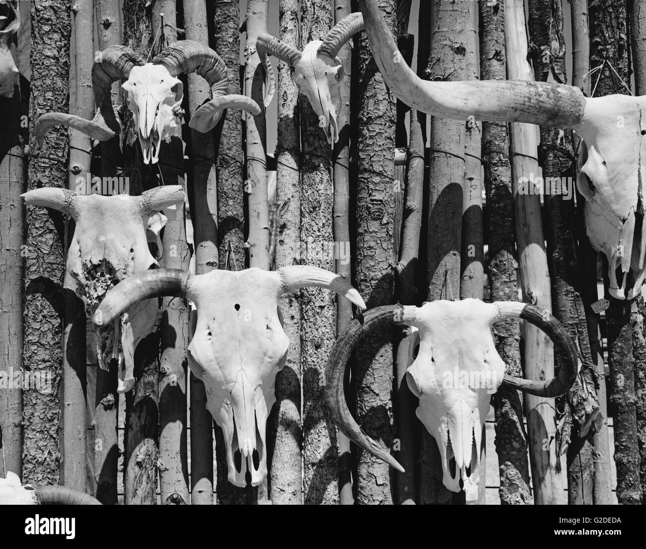 Animal Skulls Hanging on Wall Stock Photo