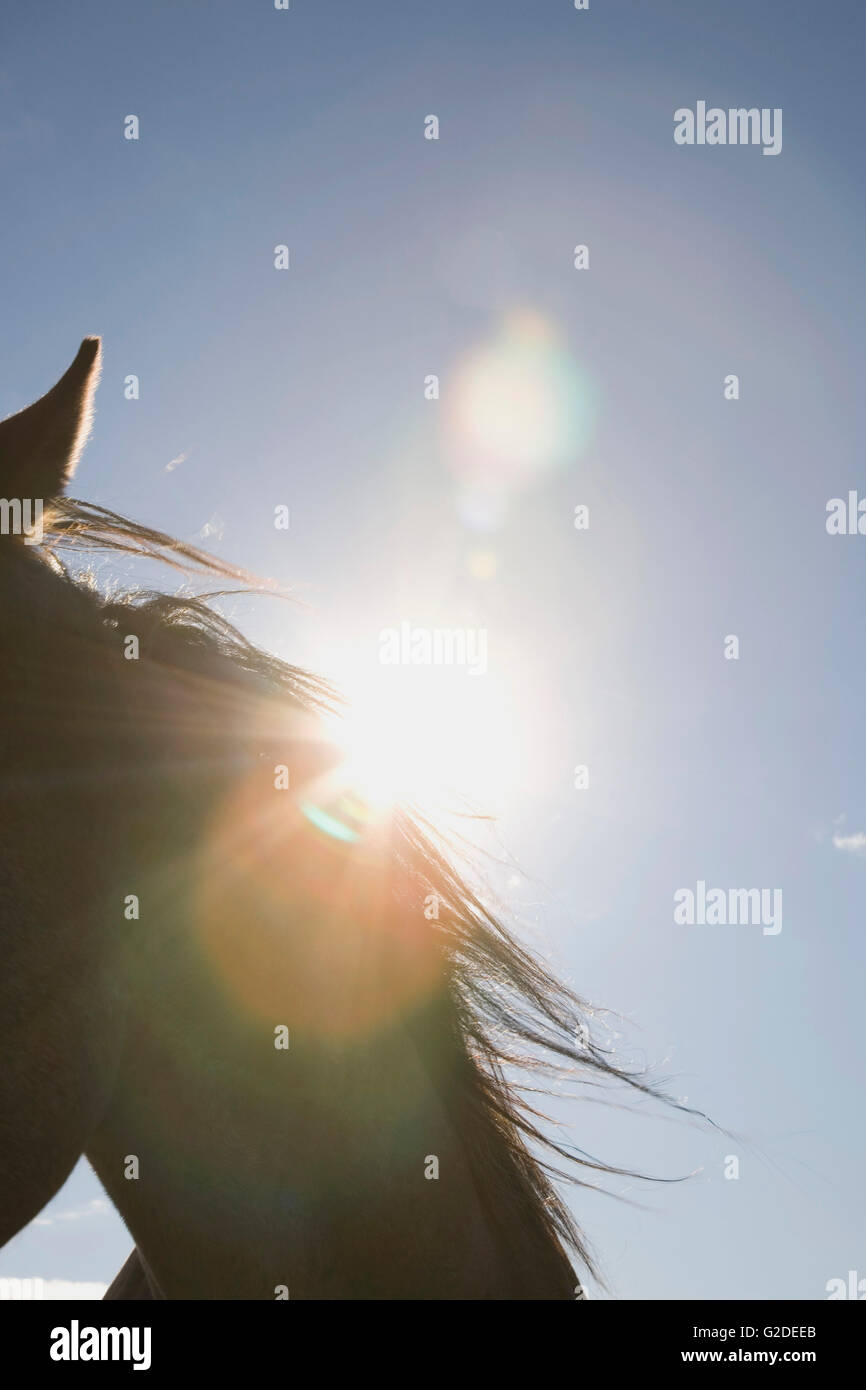 Horses blowing hires stock photography and images Alamy
